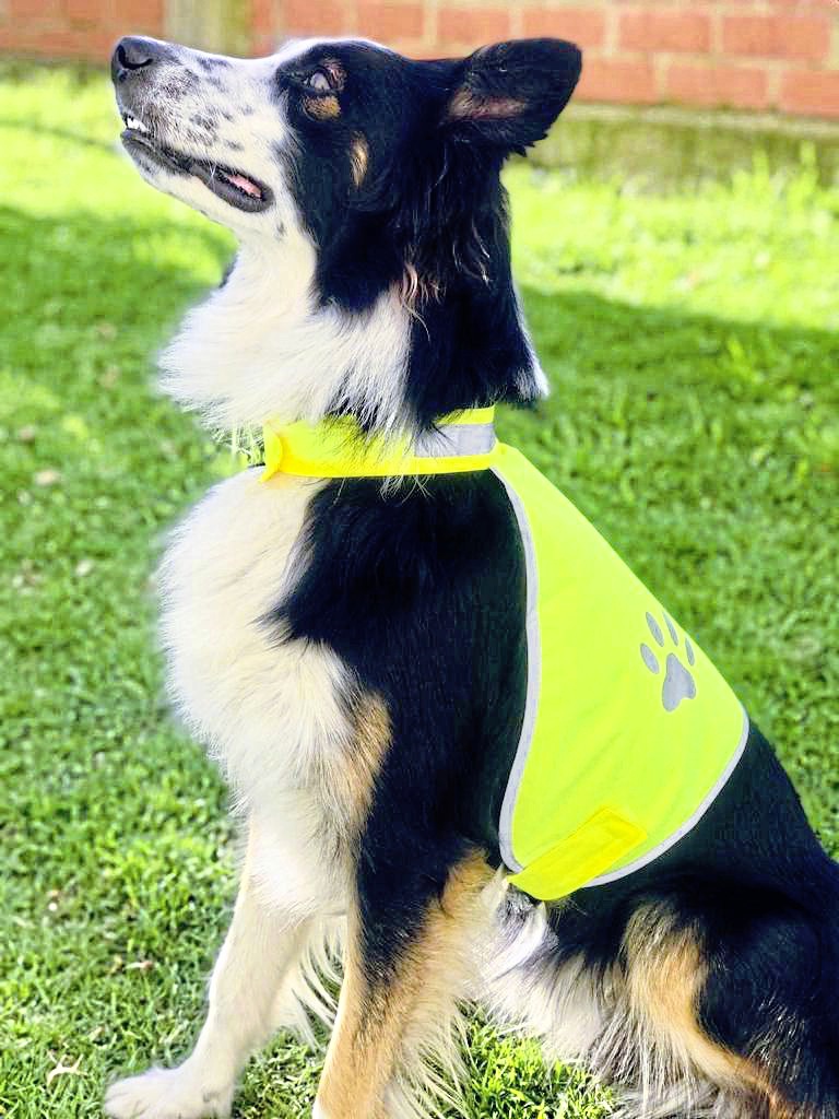 Weste – Stretchy Hi-Vis Safety Vest For Dogs Buenos Aires
